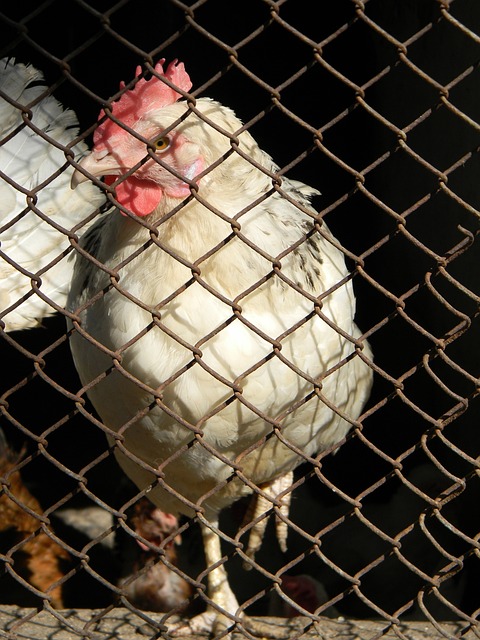 Gidde